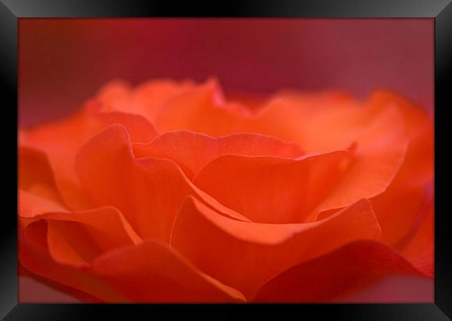 orange rose petals Framed Print by Maria McLaren
