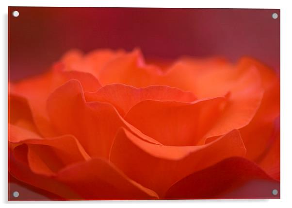 orange rose petals Acrylic by Maria McLaren