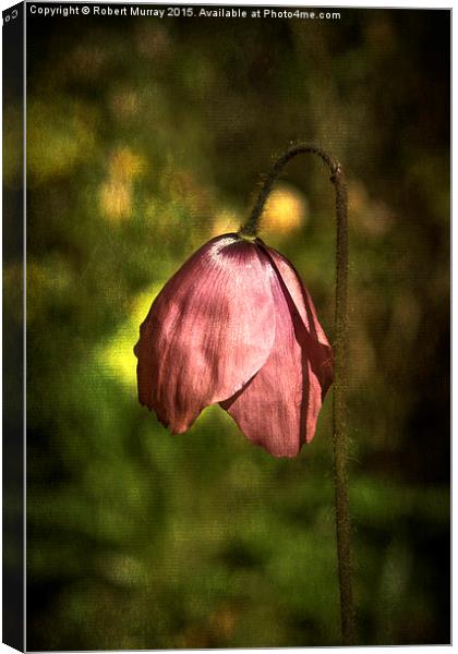  Meconopsis x cookei Old Rose Canvas Print by Robert Murray