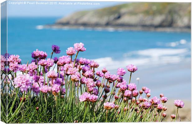 Pink Sea Thrift Flowers at Church Bay on Anglesey  Canvas Print by Pearl Bucknall