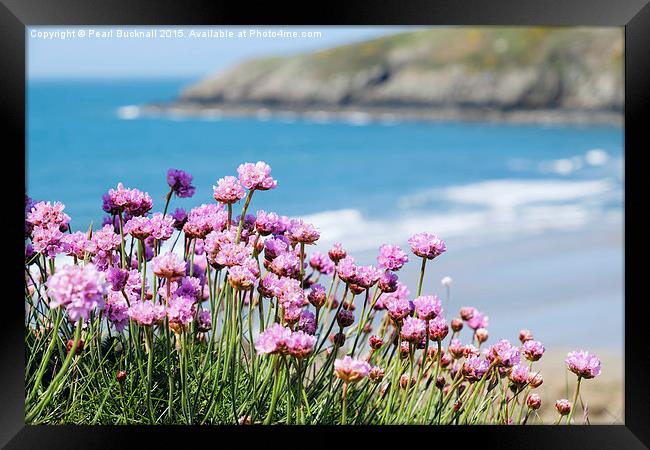 Pink Sea Thrift Flowers at Church Bay on Anglesey  Framed Print by Pearl Bucknall