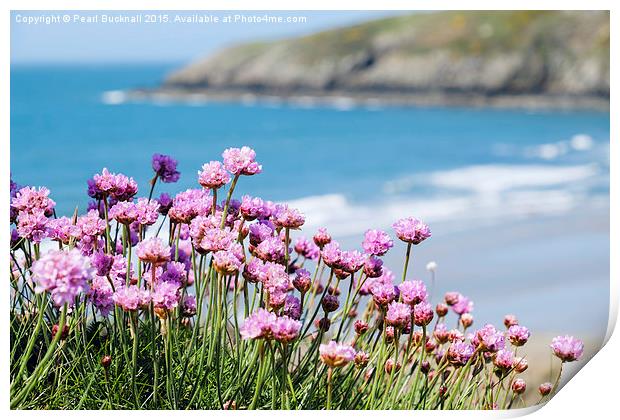 Pink Sea Thrift Flowers at Church Bay on Anglesey  Print by Pearl Bucknall