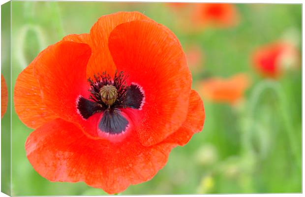  A Beautiful close up Poppy Canvas Print by pristine_ images