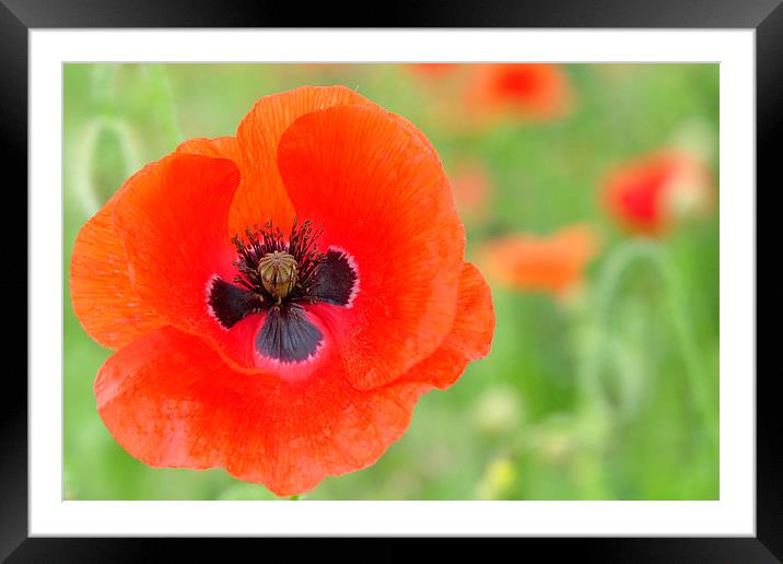  A Beautiful close up Poppy Framed Mounted Print by pristine_ images