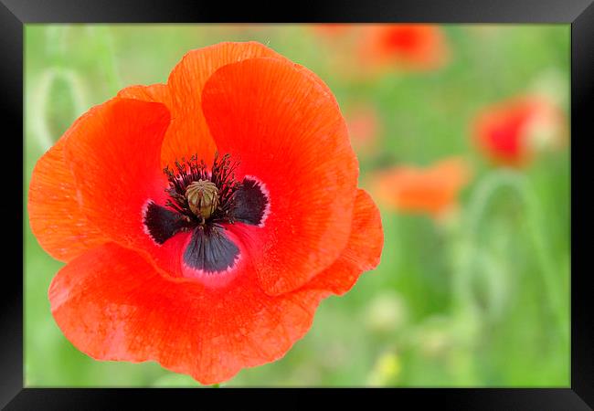  A Beautiful close up Poppy Framed Print by pristine_ images