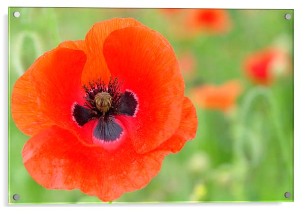  A Beautiful close up Poppy Acrylic by pristine_ images