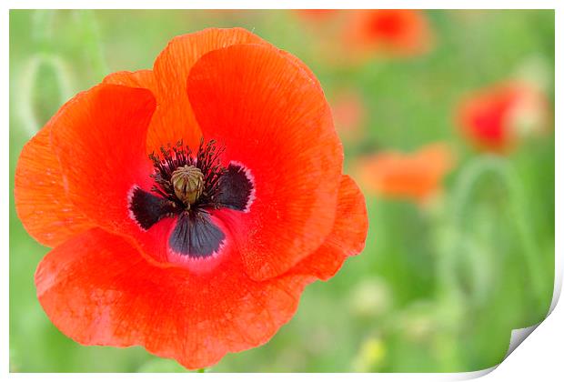  A Beautiful close up Poppy Print by pristine_ images