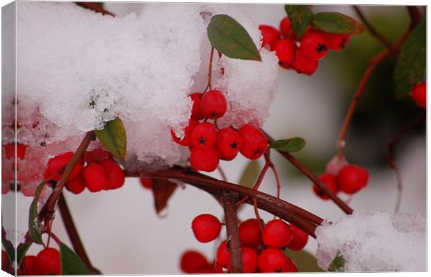  winter snow berries Canvas Print by pristine_ images