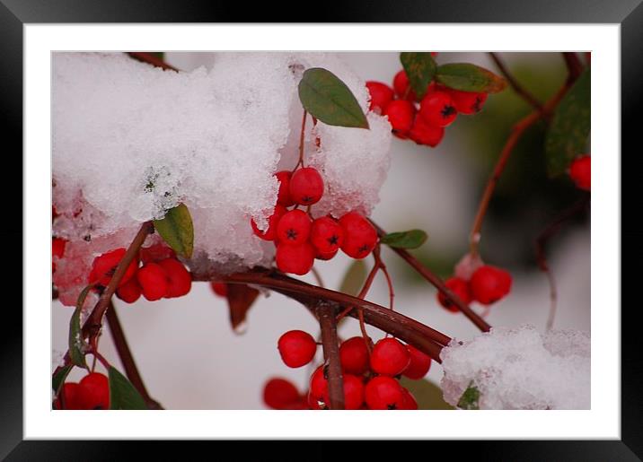  winter snow berries Framed Mounted Print by pristine_ images