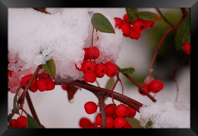  winter snow berries Framed Print by pristine_ images