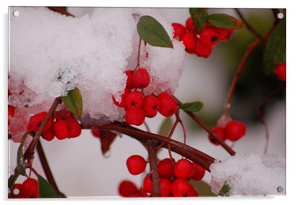  winter snow berries Acrylic by pristine_ images