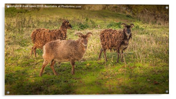  Thurnham Castle Sheep Acrylic by mark sykes