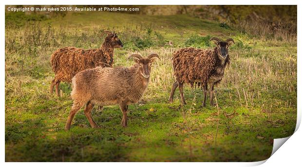  Thurnham Castle Sheep Print by mark sykes