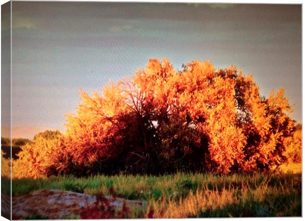  Evening sunlight Canvas Print by Irina Walker