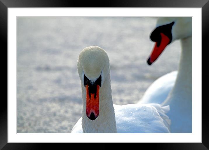 Snow swan Framed Mounted Print by allen martin