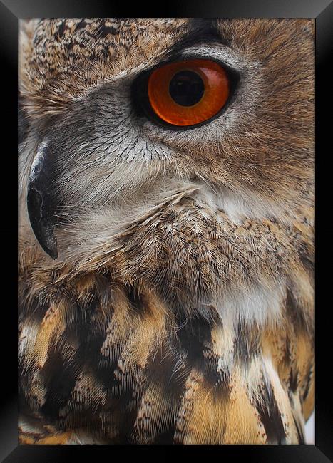  Eagle Eye Framed Print by Paul Holman Photography