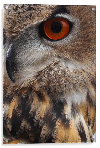  Eagle Eye Acrylic by Paul Holman Photography