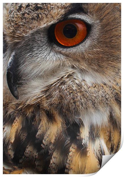  Eagle Eye Print by Paul Holman Photography