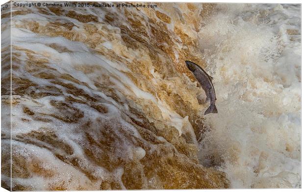 Leaping Salmon  Canvas Print by Christine Johnson