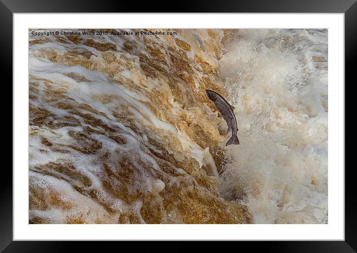 Leaping Salmon  Framed Mounted Print by Christine Johnson