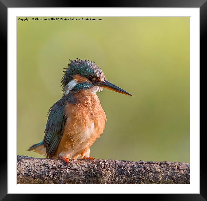  Poised Kingfisher Framed Mounted Print by Christine Johnson