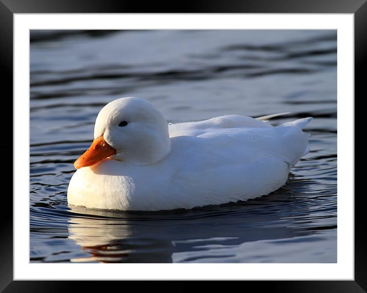 Water off a ducks back. Framed Mounted Print by allen martin