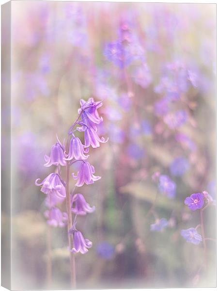  Bluebells Canvas Print by Libby Hall
