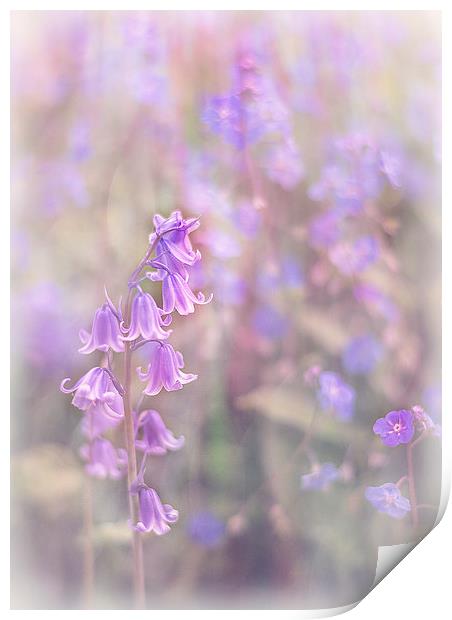  Bluebells Print by Libby Hall