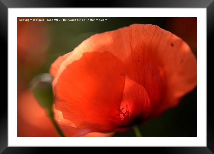  The Poppy and the Sun Framed Mounted Print by Paola Iacopetti