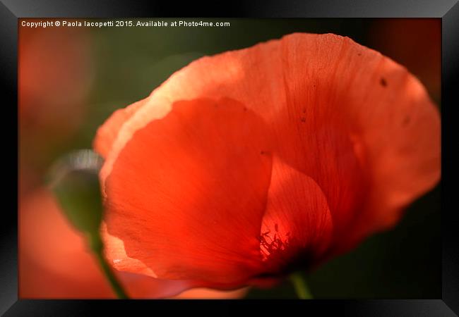  The Poppy and the Sun Framed Print by Paola Iacopetti