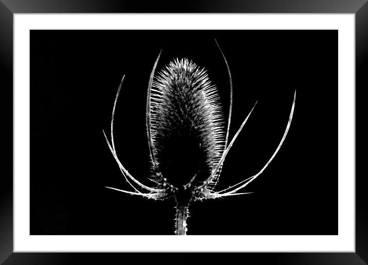 thistle Framed Mounted Print by les tobin