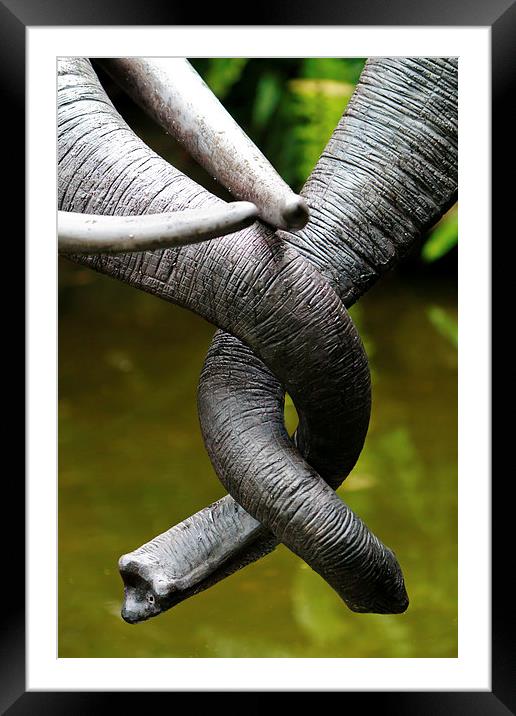 Tangled Trunks Framed Mounted Print by Ray Shiu