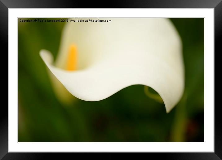  Calla lily curves Framed Mounted Print by Paola Iacopetti