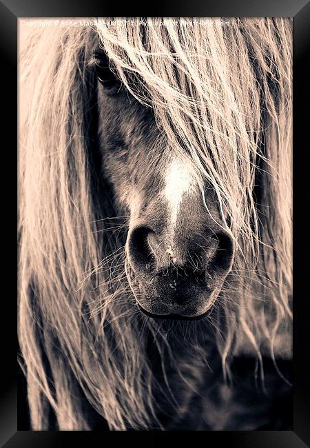 Shetland Pony Portrait Framed Print by Anne Macdonald