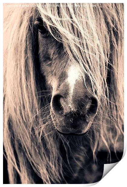 Shetland Pony Portrait Print by Anne Macdonald