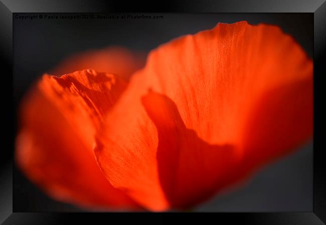 Shiny Poppy Framed Print by Paola Iacopetti