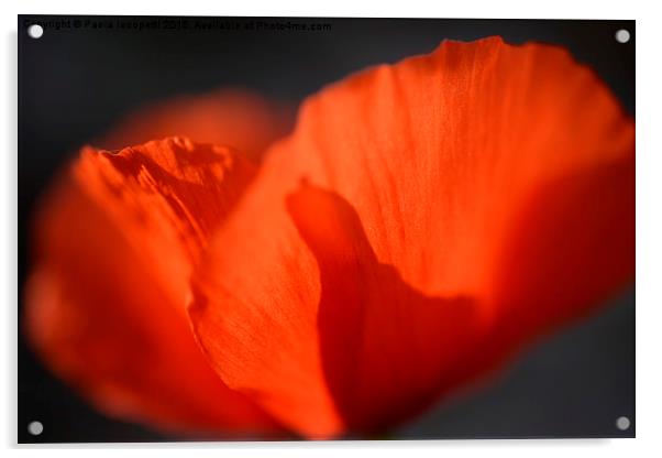 Shiny Poppy Acrylic by Paola Iacopetti