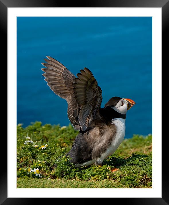 Little Auk Framed Mounted Print by Mark Robson
