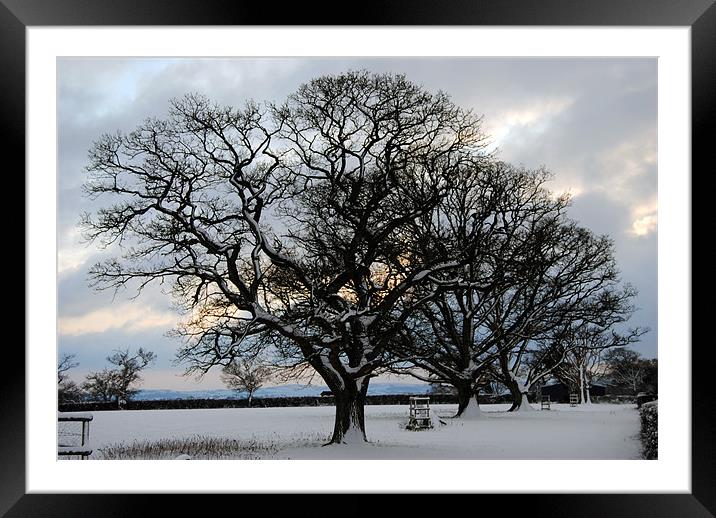 Trees in the snow Framed Mounted Print by Rob Hawkins