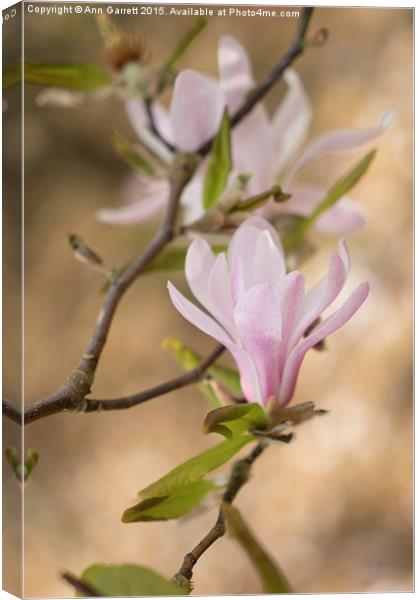 Magnolia Blossom Canvas Print by Ann Garrett