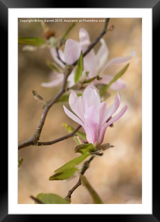 Magnolia Blossom Framed Mounted Print by Ann Garrett