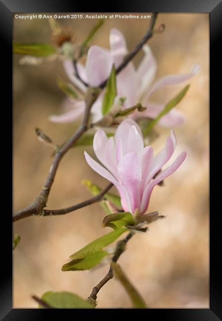 Magnolia Blossom Framed Print by Ann Garrett