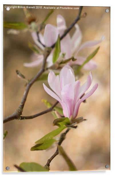 Magnolia Blossom Acrylic by Ann Garrett