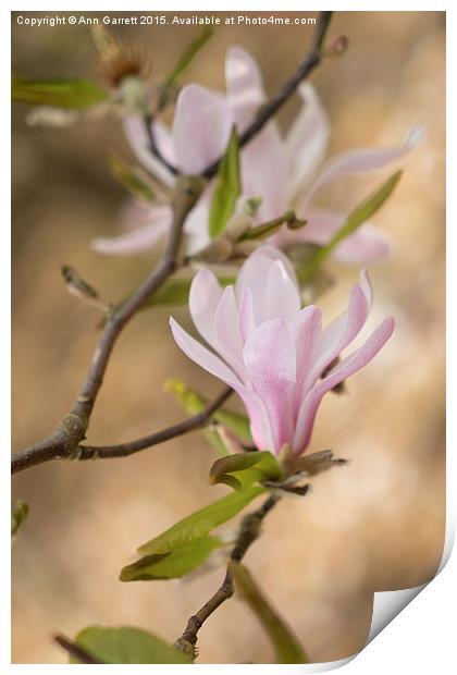 Magnolia Blossom Print by Ann Garrett