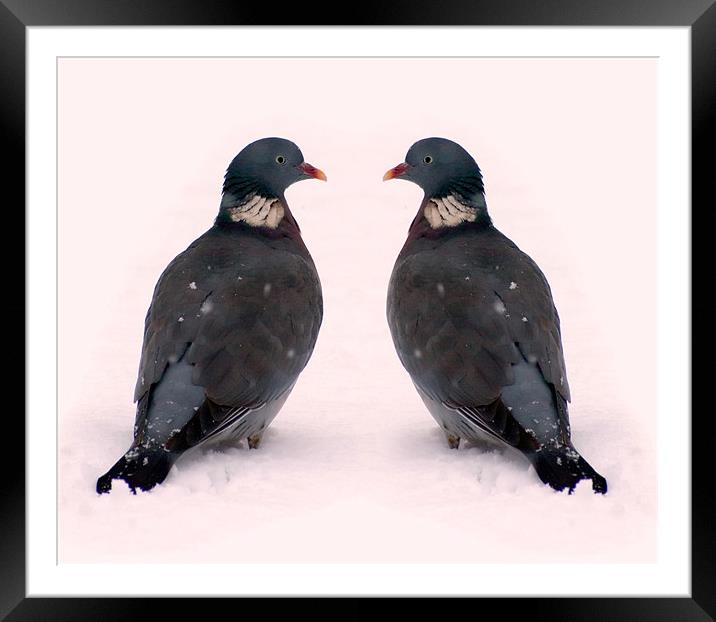 Lovebirds Framed Mounted Print by Alan Pickersgill