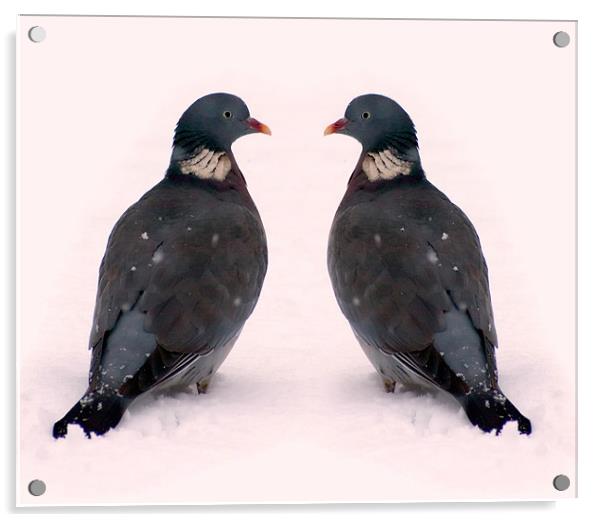 Lovebirds Acrylic by Alan Pickersgill
