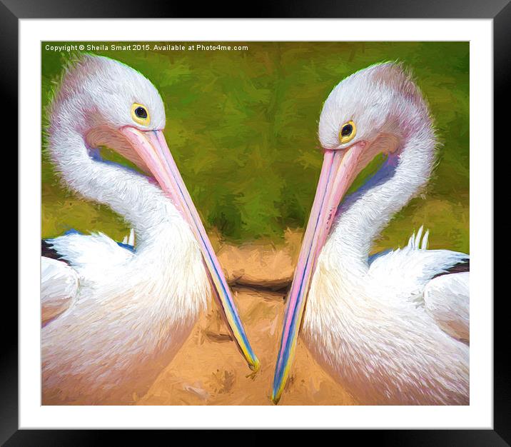 Two Australian white pelicans Framed Mounted Print by Sheila Smart