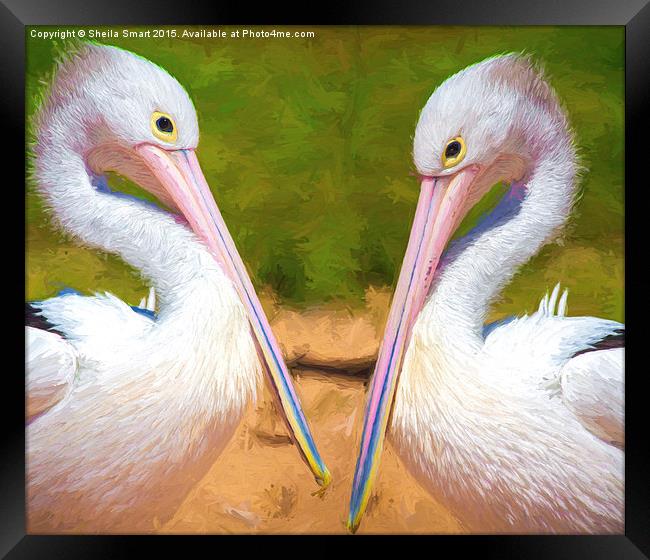 Two Australian white pelicans Framed Print by Sheila Smart