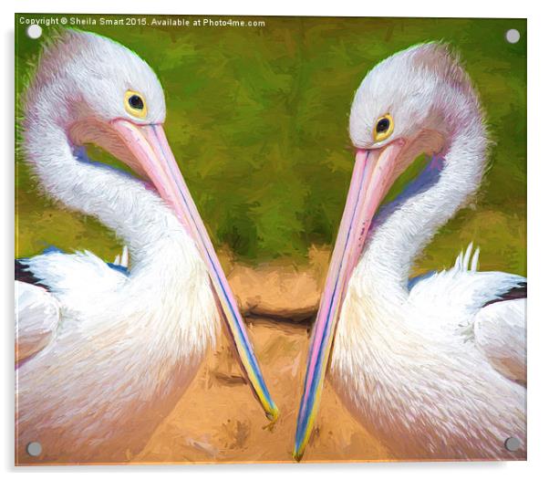 Two Australian white pelicans Acrylic by Sheila Smart