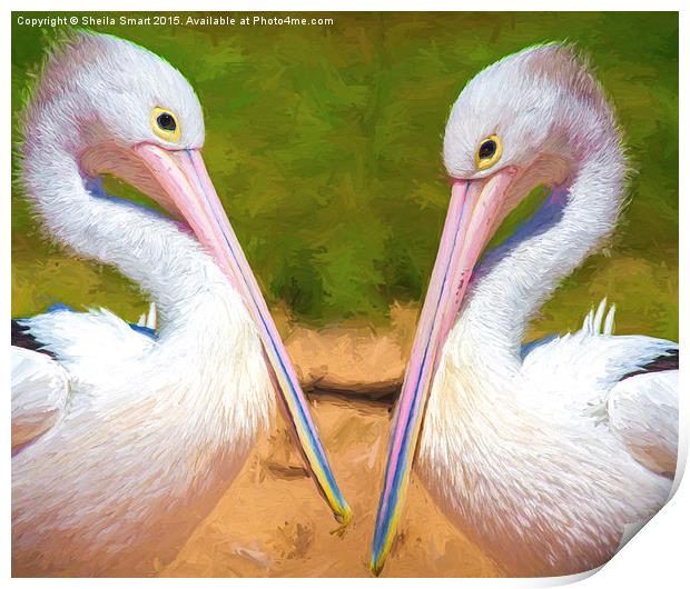 Two Australian white pelicans Print by Sheila Smart